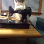 FUS-SOL Drops helps prevent my cat getting Struvite Crystals