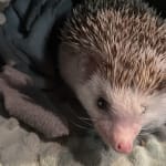 Nothing quite matches Emeraid