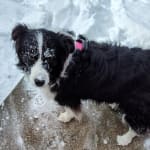 Veterinary ophthalmologist recommeded this supplement for an