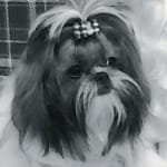 My go-to for flea and tick prevention.