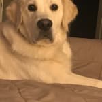 TrizChlor 4 medicated shampoo helped our pup!