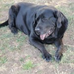 Carprovet helps Abby tremendously!