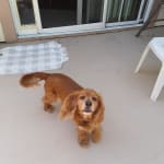 Pet helps