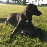 This medication works for my sea-mammal mix