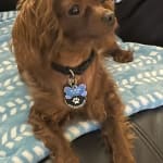 This shampoo medication helped my pet.