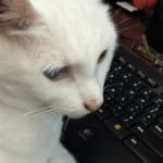 Vet Rx Direct made switching so easy