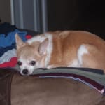 Works well for my picky little dog.