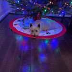 Apoquel is a allergy game changer