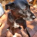 Keeping Bella free of fleas...