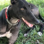Treating hookworms