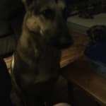 This medicine helps my dog