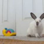 This medication helped my bunny