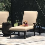 Extremely pleased with these calming chews !!!