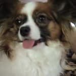 Happy I found this product and super fast shipment!