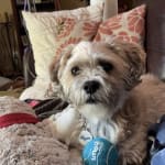 Great probiotic - great for dogs skin and dogs with ibs