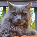 Wonderful Insulin for my precious cat