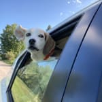 We have our dog back...