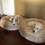 Excellent probiotic- highly recommend