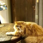 The insulin needles have saved my pets life!