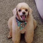 Vetradant Toothpaste