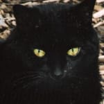A must for keeping kitties thyroid normal!