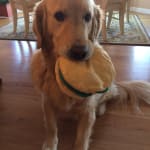 I will continue to buy this product in the future.