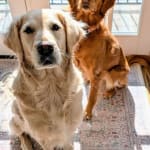 This Medication is helping my Golden with Allergies