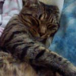 1st purchase with vet RX -Excellent Service