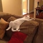 Best Way to Give Meds to a Difficult Cat