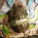 Helping with weight gain!