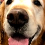 Huge positive change in 11.5 y.o. golden