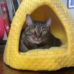 This medication helped my cat !