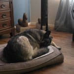 Visbiome Vet Probiotic