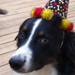 They're sharp and they work great !