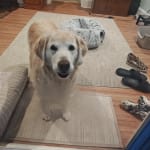 Collagile helped my pup