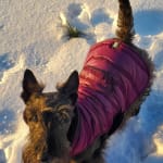 Helped our senior Scottie