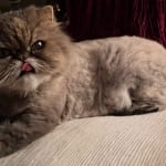 This helped my cat with energy!