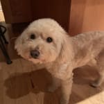 Visbiome Probiotic helped my dogs food sensitivities!