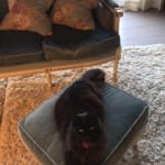 Excellent AminAvast for cats