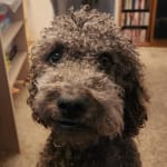 This keeps his eyes clear, and he likes it