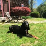 Really helped my coonhound's eyes!