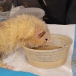 EMERAID intensive care for carnivores