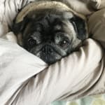 My Pug Can Seeeeeee!!!