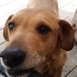 Necessary eye drop for glaucoma pressure in eyes