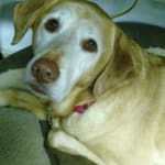 Gracey loves them and they are low fat!