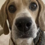 helpful with liver issues