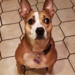 Happy Heartgard customer for many years