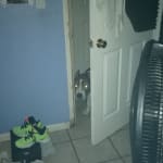 Make my pet Happy 😊😊 and relaxed