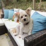 Perfect product - Novo needs to start making this again