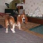 Best ear medication I've ever bought.